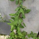 Rubus ulmifolius List