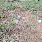 Lactuca inermis Flor