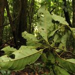 Ocotea floribunda List