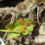 Botrychium lunaria Leaf