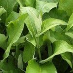 Inula helenium Leaf