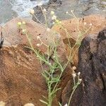 Nidorella aegyptiaca Habit