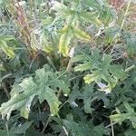 Echinops bannaticus Leaf