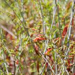 Keckiella ternata Агульны выгляд