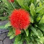 Scadoxus multiflorus Kukka