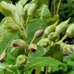 Nicotiana tabacum Bark