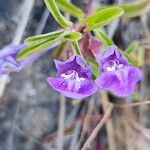 Scutellaria angustifolia Floare