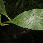 Ludwigia foliobracteolata Kwiat