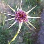 Tragopogon porrifolius Blodyn