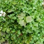 Cardamine parviflora Blad