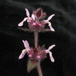 Stachys rigida Hábito