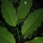 Ruptiliocarpon caracolito Leaf