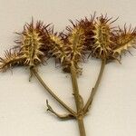 Caucalis platycarpos Mbuma