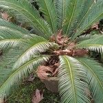 Cycas revoluta Лист