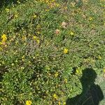 Euryops chrysanthemoides Leaf