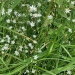 Stellaria graminea Blüte