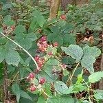 Rubus grabowskii Листок