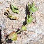 Salvia aethiopis Fruit