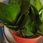 Sansevieria trifasciataBlad