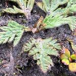 Alchemilla pinnata Leaf