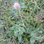 Trifolium pratense Leaf