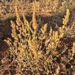Meiosperma bracteatum Φρούτο