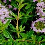 Thymus longicaulis 葉