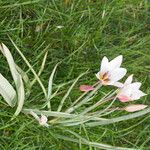 Tulipa clusiana List