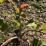 Euonymus latifolius Leaf