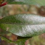 Erythroxylum laurifolium Leaf