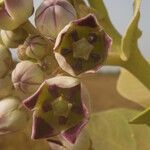 Calotropis procera फूल