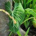 Philodendron gloriosum Fuelha