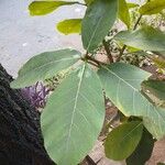 Ficus lutea ഇല