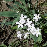 Phlox longifolia Leaf