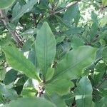 Synsepalum dulcificum برگ