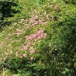 Calliandra selloi Habitat