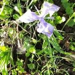 Iris latifolia Fleur
