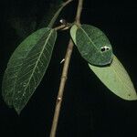 Ficus gomelleira Leaf