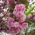 Prunus serrulataFlower