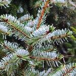 Picea omorikaDeilen