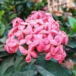 Ixora chinensisBlodyn