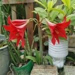 Hippeastrum reginaeŽiedas