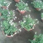 Bacopa albida Flor