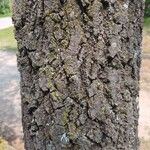 Quercus kelloggii Bark