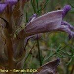 Phelipanche arenaria Flor