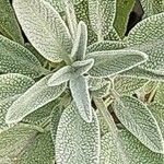 Salvia fruticosa Folha