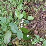 Gaultheria shallon Flower