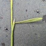 Elymus repens Leaf