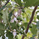 Vitex madiensis Fruto