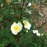 Rosa ecae Fula